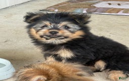 Pomeranian dogs for sale: Papi - Image 1