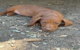 Miniature Dachshund dogs for sale: Otto - Image 8