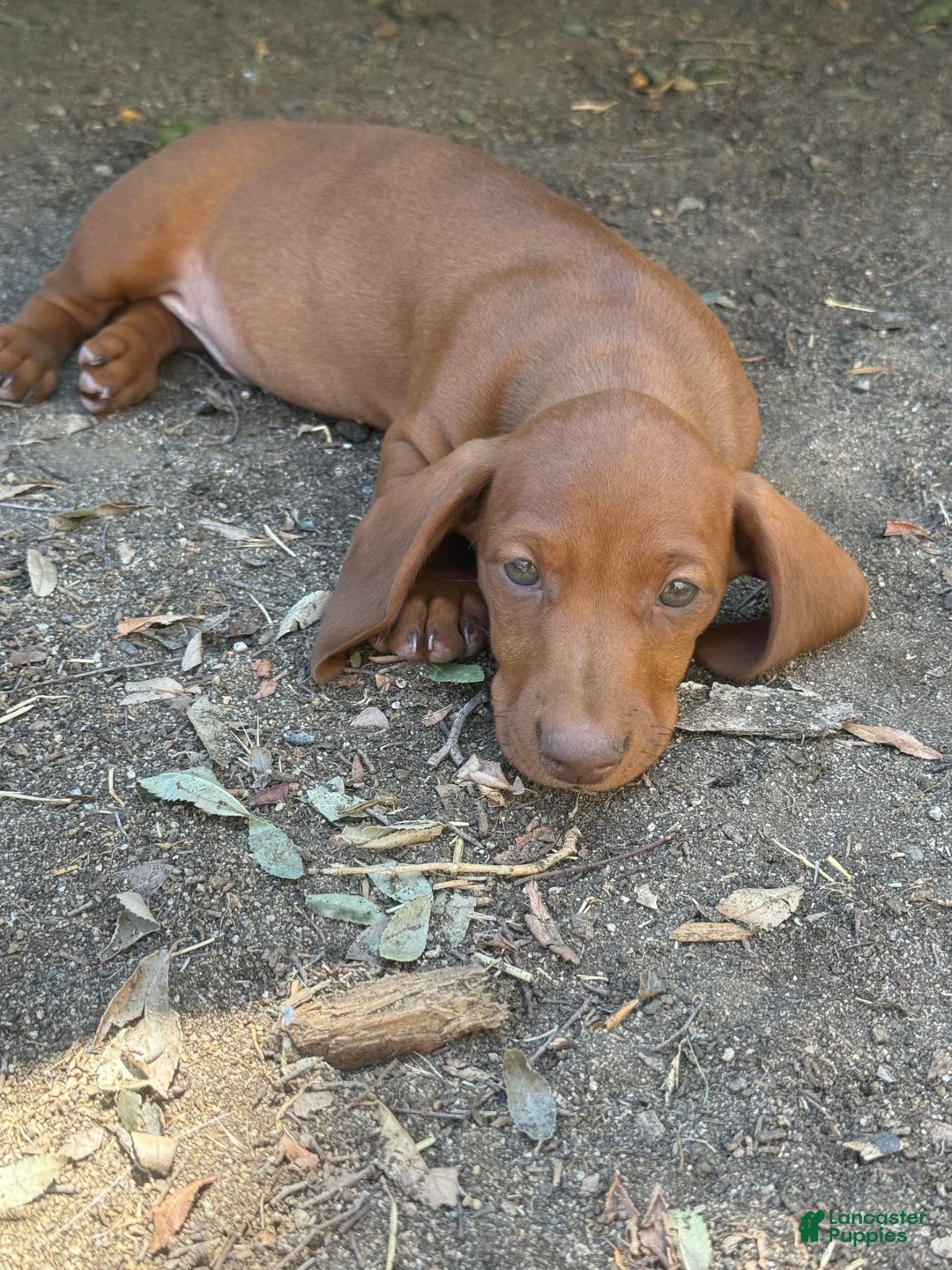 Miniature Dachshund dogs for sale: Otto - Image 8
