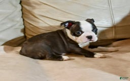 Boston Terrier dogs for sale: Wilson - Image 3