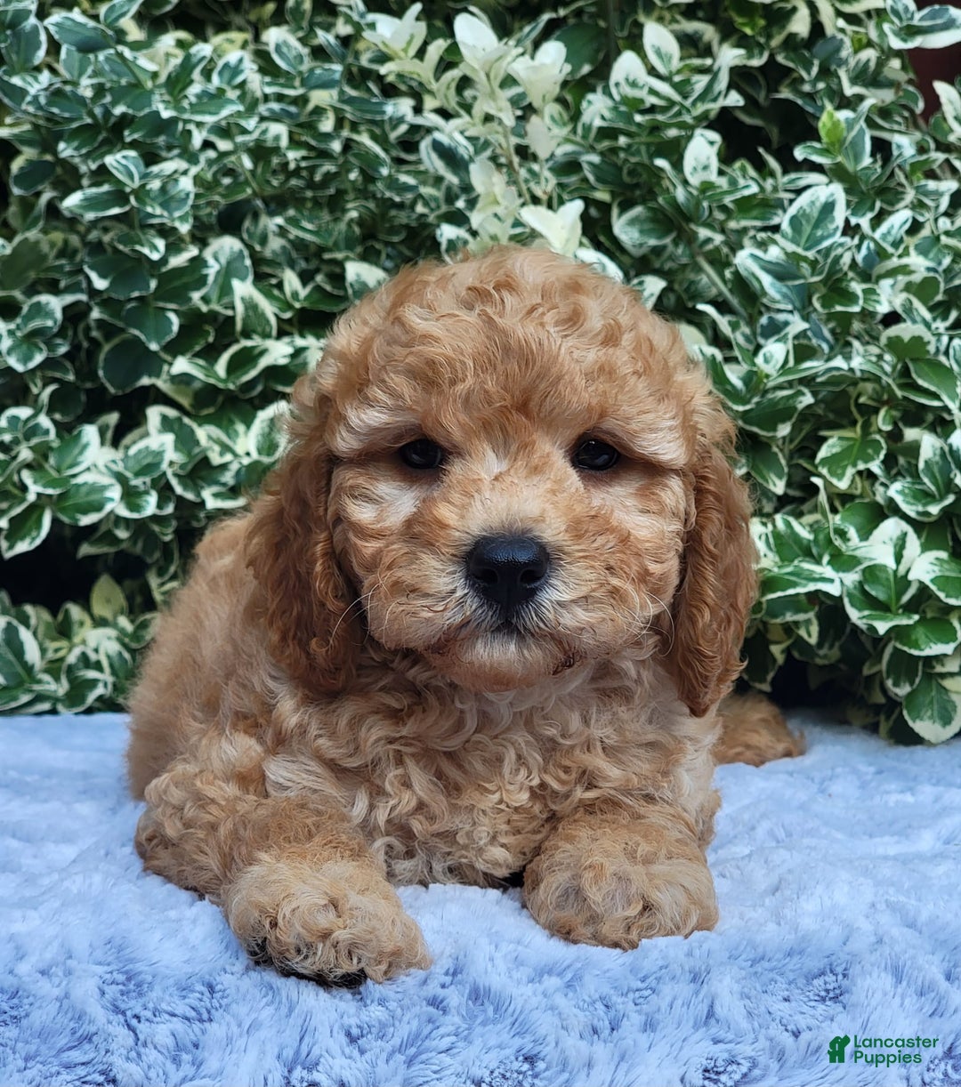 Cavapoo dogs for sale: Curley - Image 3