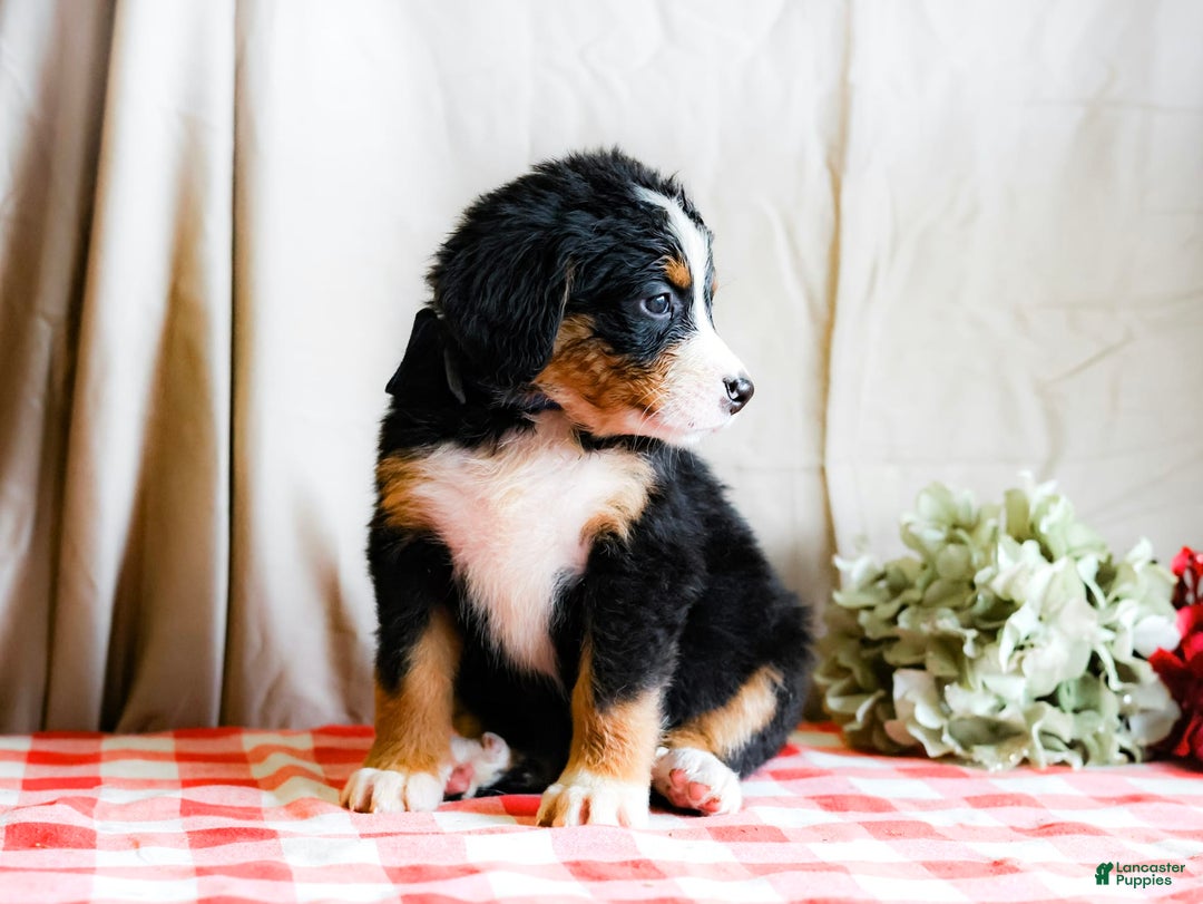 Bernese Mountain Dog dogs for sale: Layla - Image 5