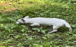 Chihuahua dogs for sale: Bianca - Image 4