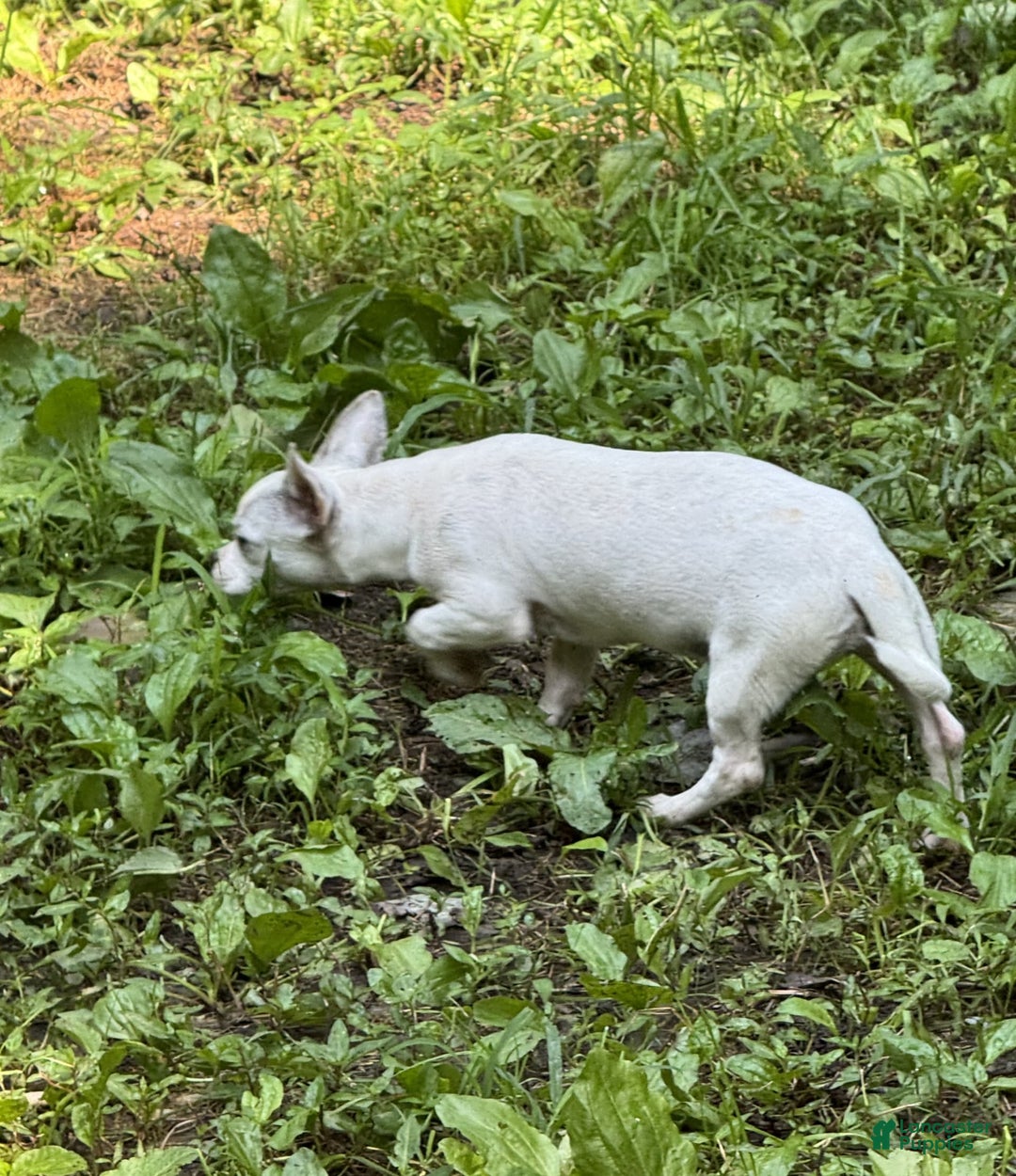 Chihuahua dogs for sale: Bianca - Image 4