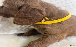Goldendoodle dogs for sale: Rumsy - Image 2