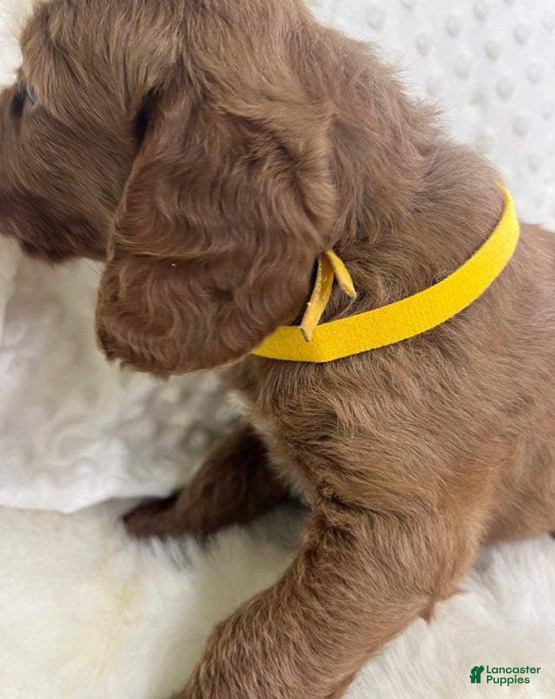Goldendoodle dogs for sale: Rumsy - Image 2