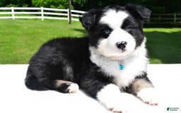 Miniature Australian Shepherd dogs for sale: Jean - Image 5