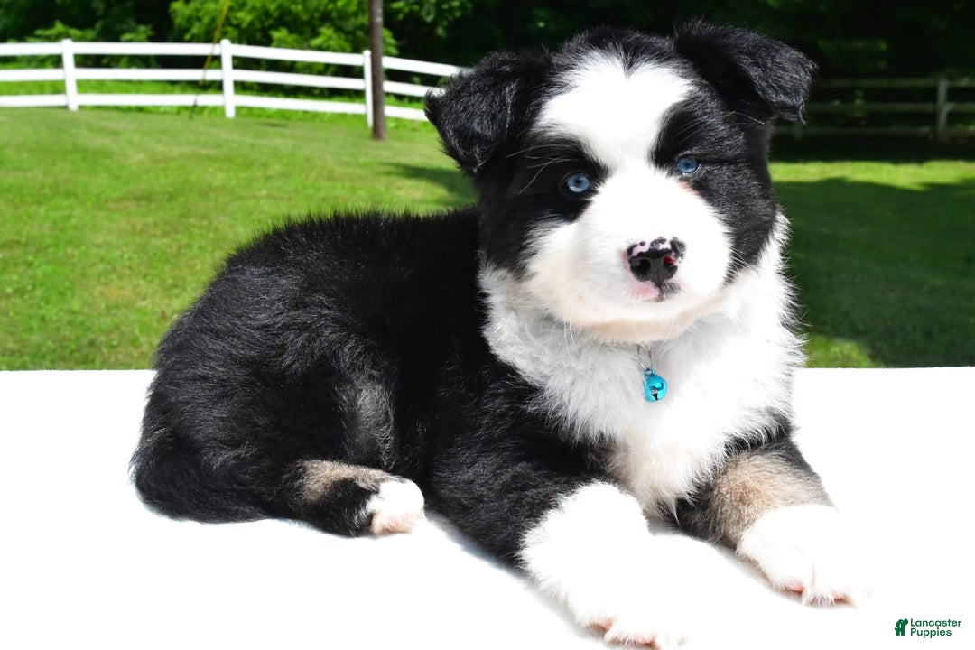 Miniature Australian Shepherd dogs for sale: Jean - Image 5