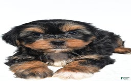 Shorkie dogs for sale: Wren - Image 7