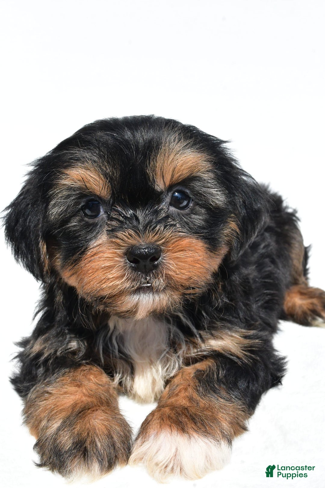 Shorkie dogs for sale: Wren - Image 7