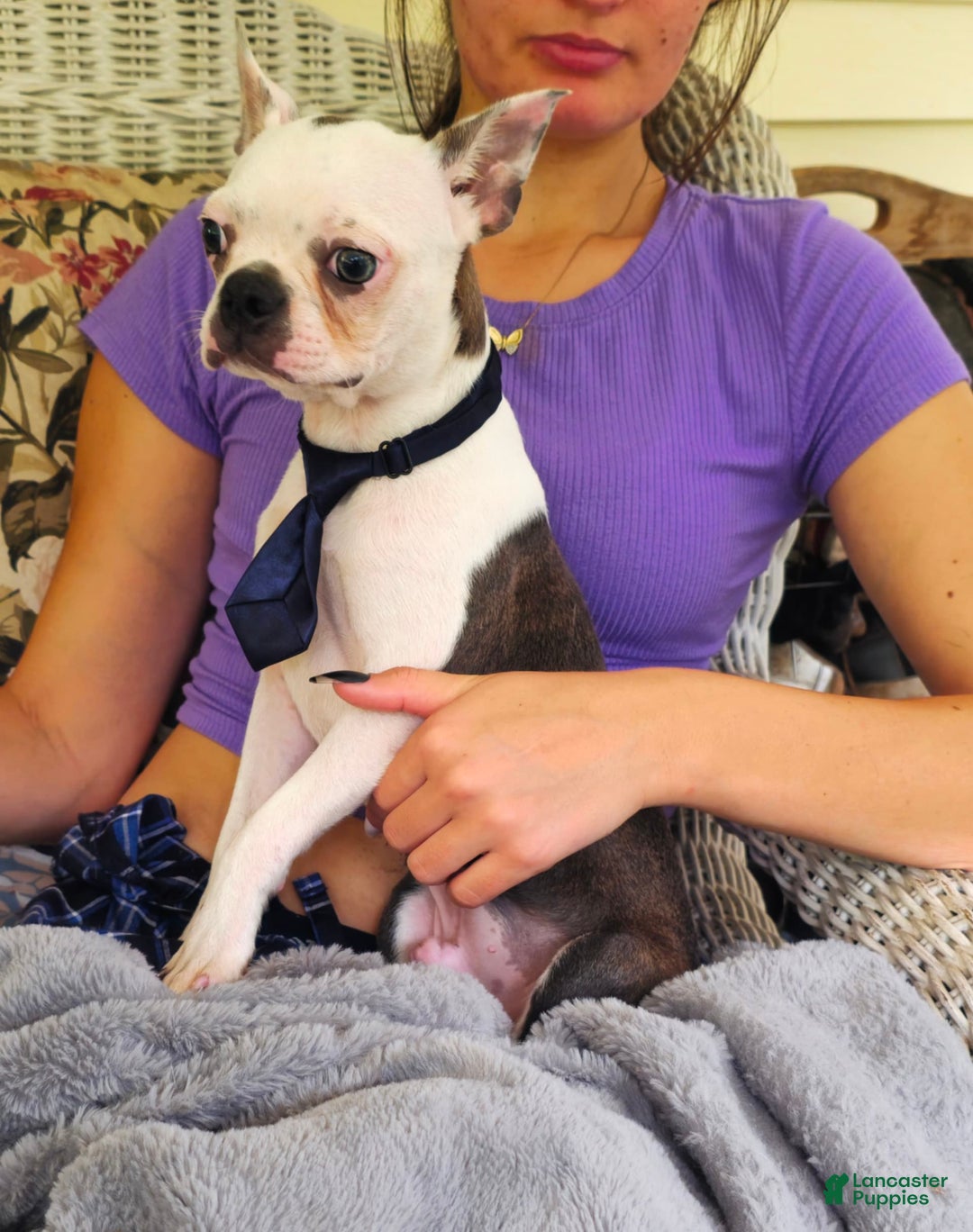 Boston Terrier dogs for sale: Nolan - Image 8