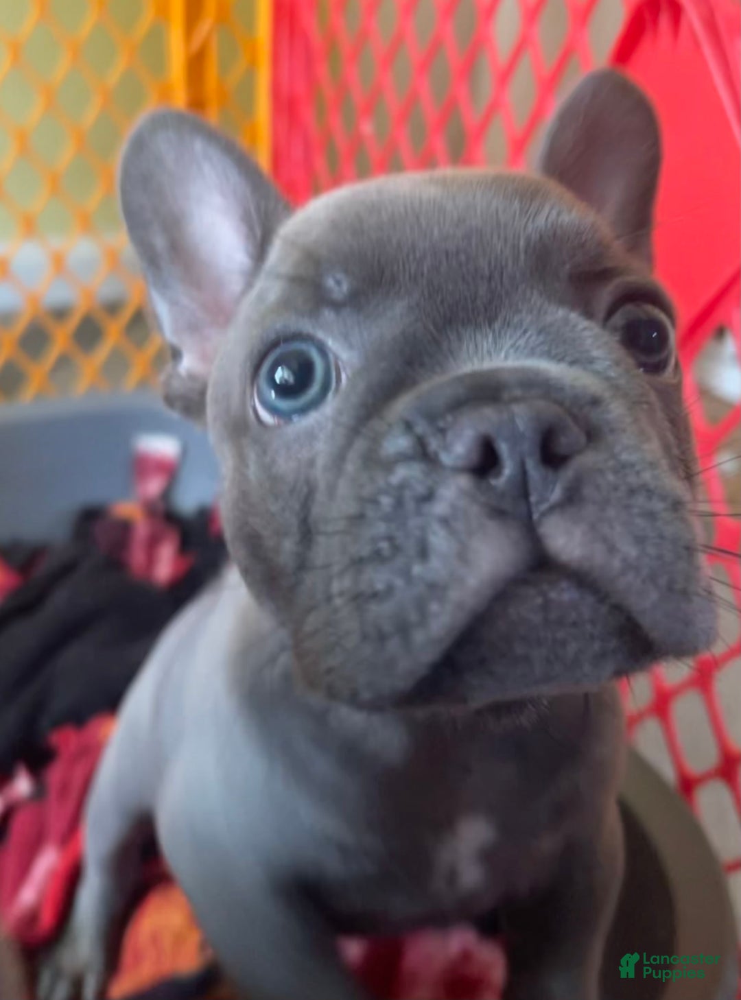 French Bulldog dogs for sale: Luna - Image 24