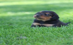 Beagle dogs for sale: Trish - Image 2