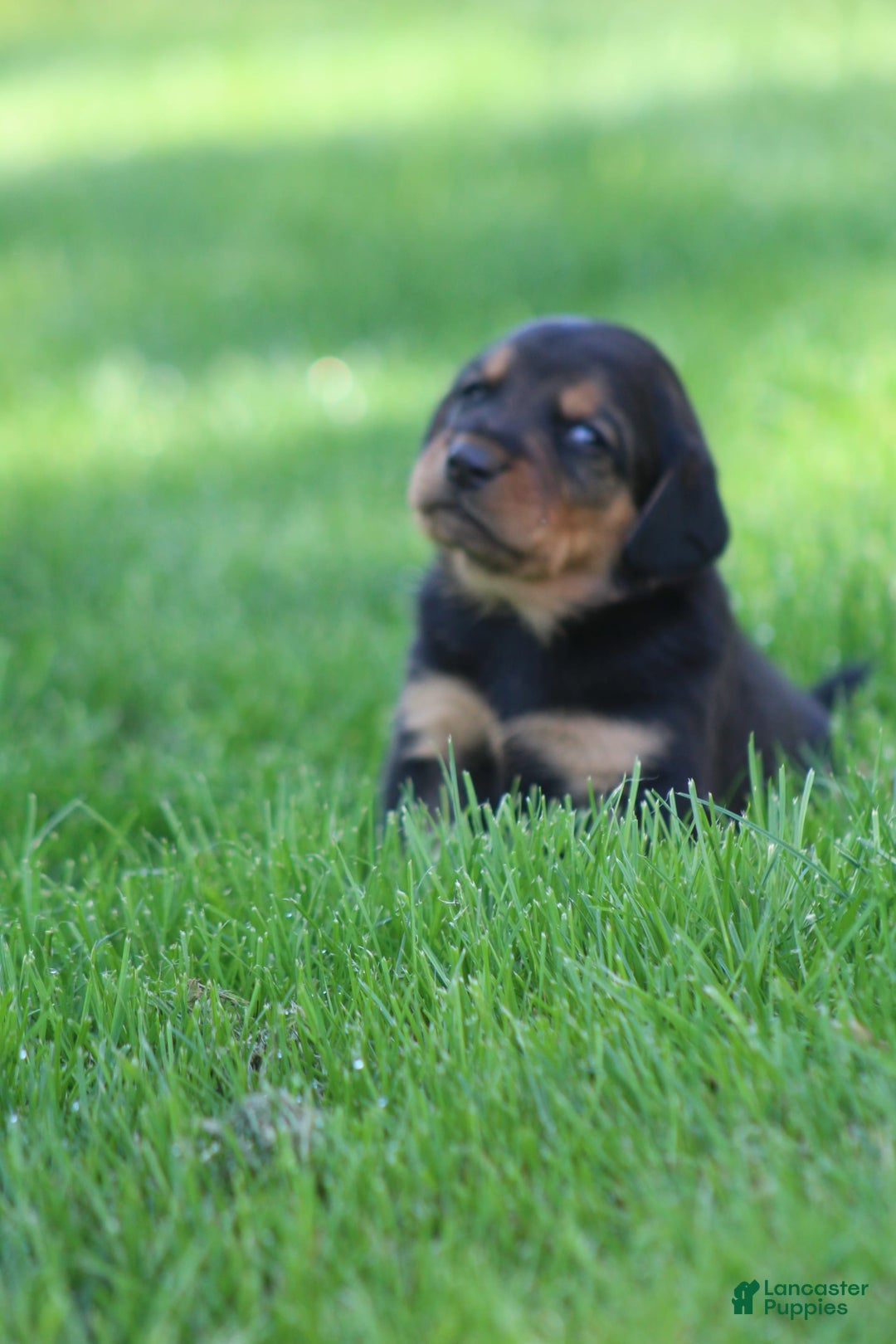 Beagle dogs for sale: Trish - Image 2