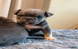 English Bulldog dogs for sale: Rena - Image 1