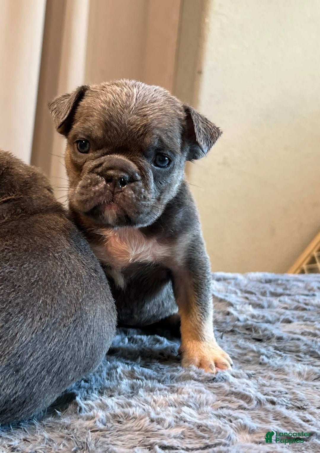 English Bulldog dogs for sale: Rena - Image 1