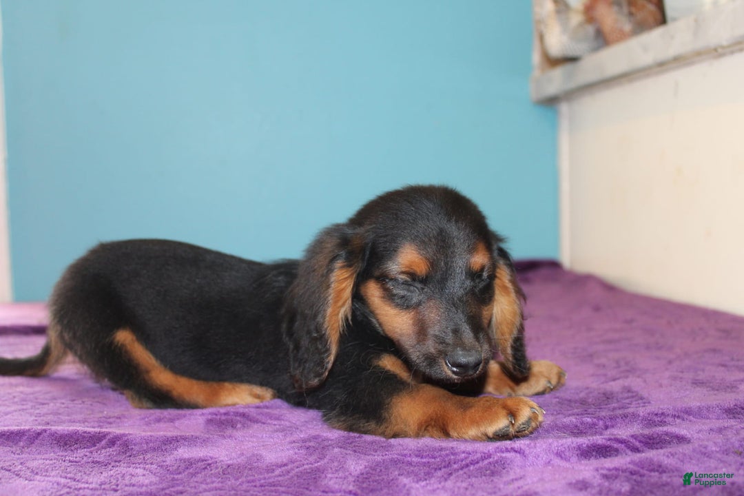 Dachshund dogs for sale: Dachshund 4 puppies - Image 12