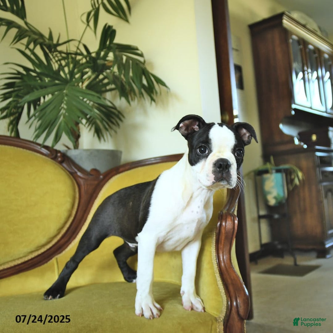 Boston Terrier dogs for sale: Happy - Image 7