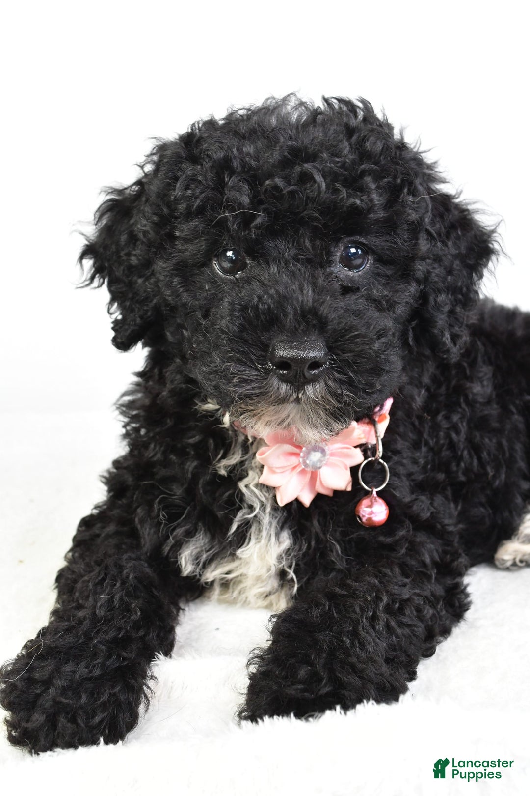 Miniature Poodle dogs for sale: Leah - Image 6