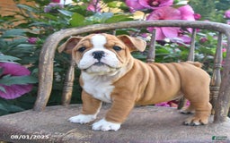 English Bulldog dogs for sale: Banjo - Image 1