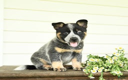 Australian Cattle Dog dogs for sale: Muffin - Image 3