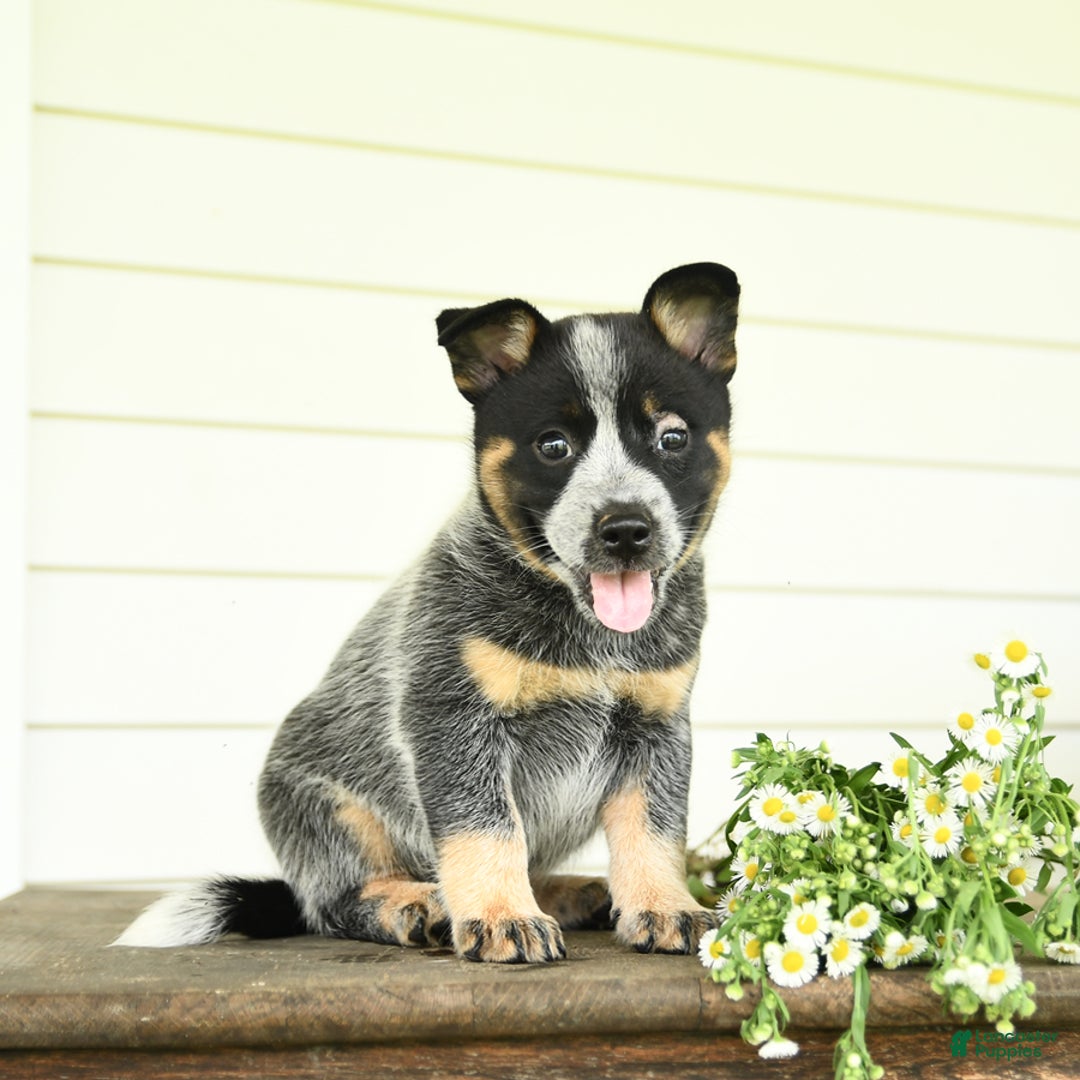 Australian Cattle Dog dogs for sale: Muffin - Image 3