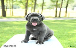Cane Corso dogs for sale: Savannah - Image 5