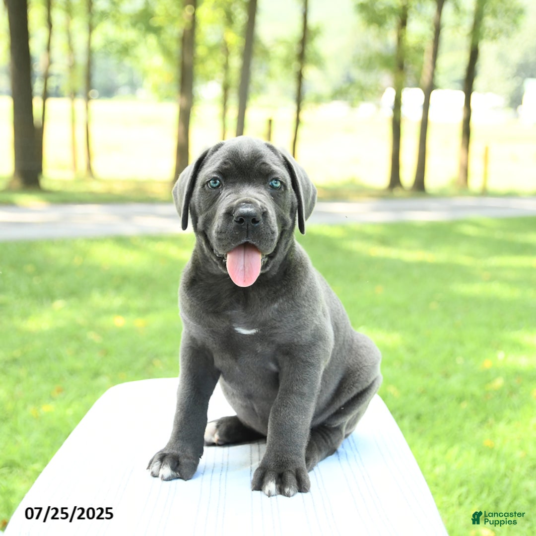 Cane Corso dogs for sale: Savannah - Image 5