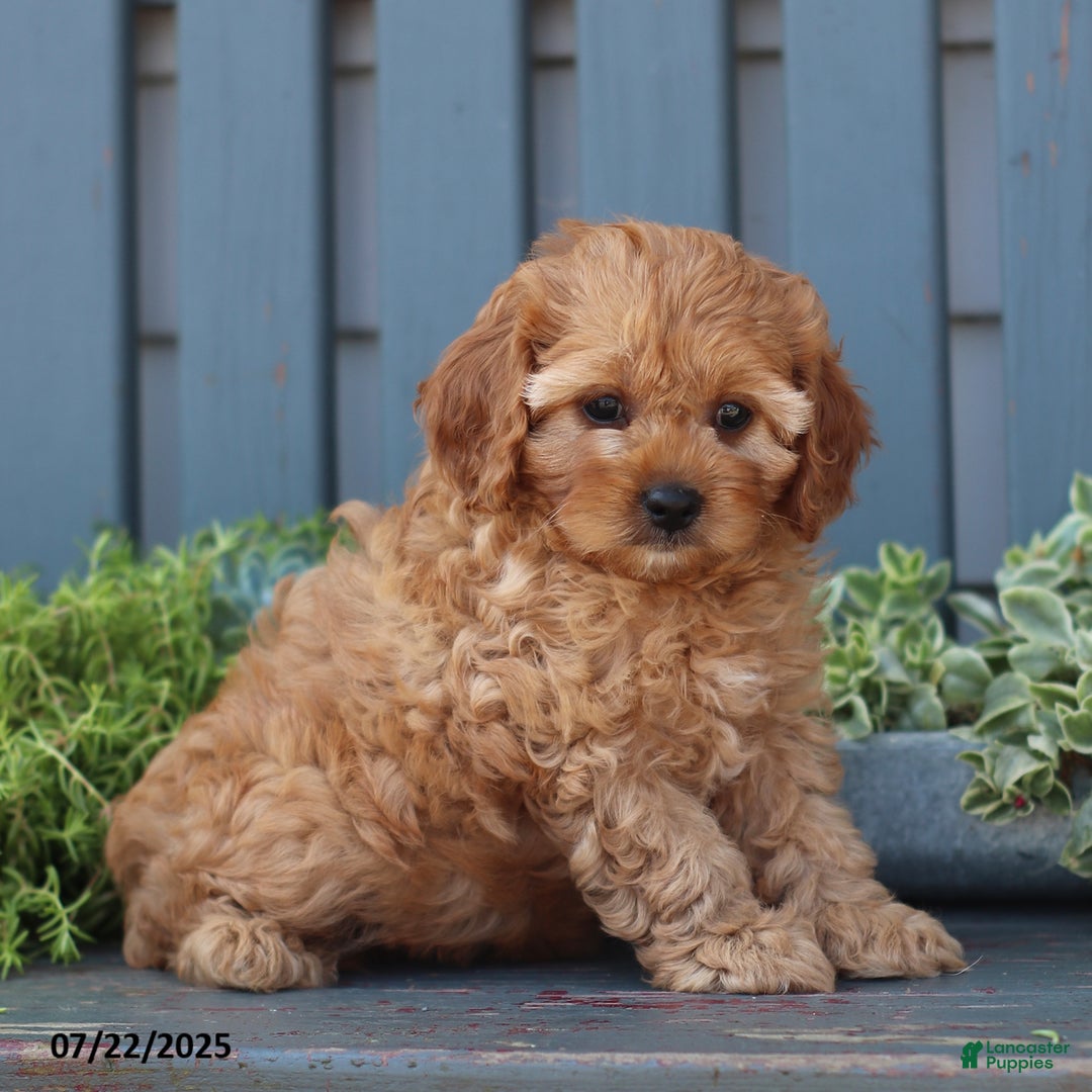 Cavapoo dogs for sale: Mia - Image 5