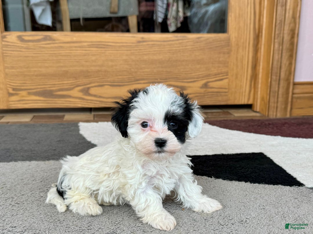 Havanese dogs for sale: Leona - Image 1