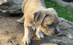 American Pit Bull Terrier dogs for sale: Russ - Image 9