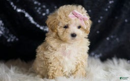 Maltipoo dogs for sale: Daisy - Image 6