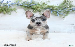 French Bulldog dogs for sale: Tulip - Image 1