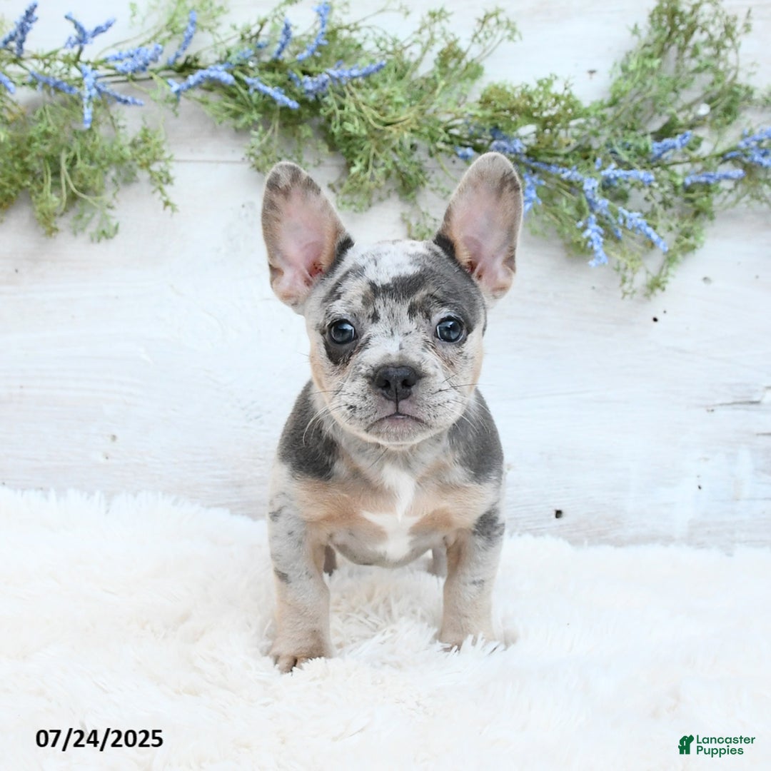 French Bulldog dogs for sale: Tulip - Image 1