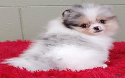 Pomeranian dogs for sale: Sparkle - Image 5