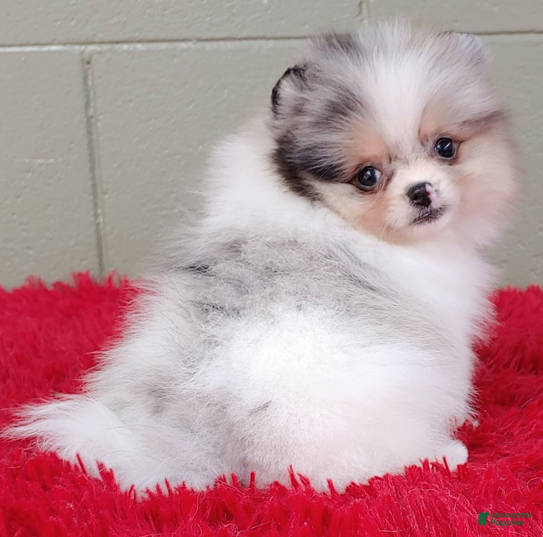 Pomeranian dogs for sale: Sparkle - Image 5