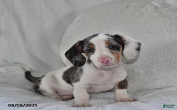 Miniature Dachshund dogs for sale: Miniature Dachshund 3 puppies - Image 7