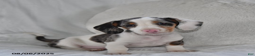 Carl