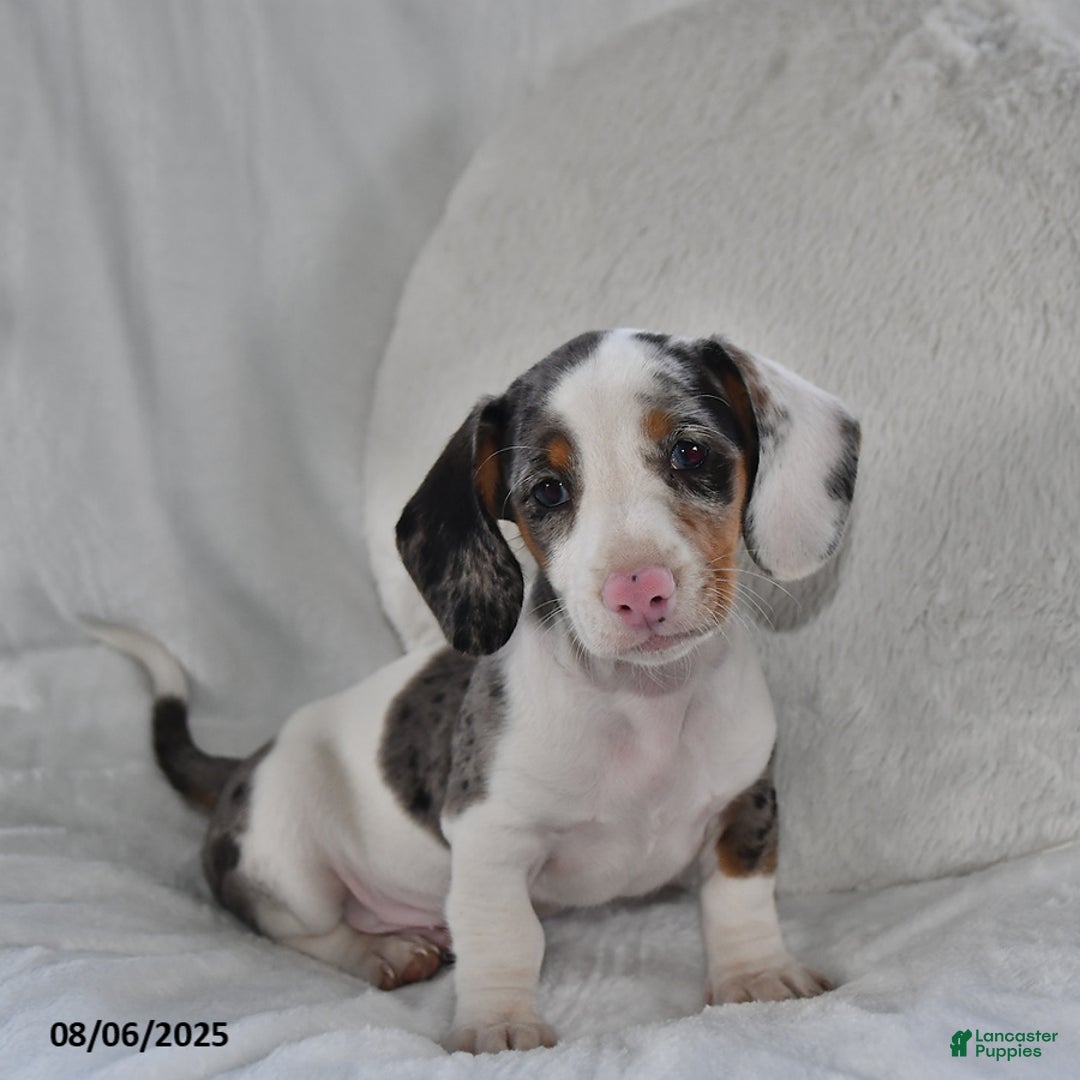 Miniature Dachshund dogs for sale: Miniature Dachshund 3 puppies - Image 7