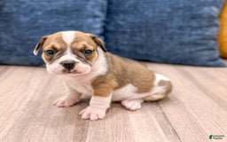 Beabull dogs for sale: Destiney - Image 5