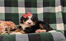 Bernese Mountain Dog dogs for sale: Emilee - Image 1