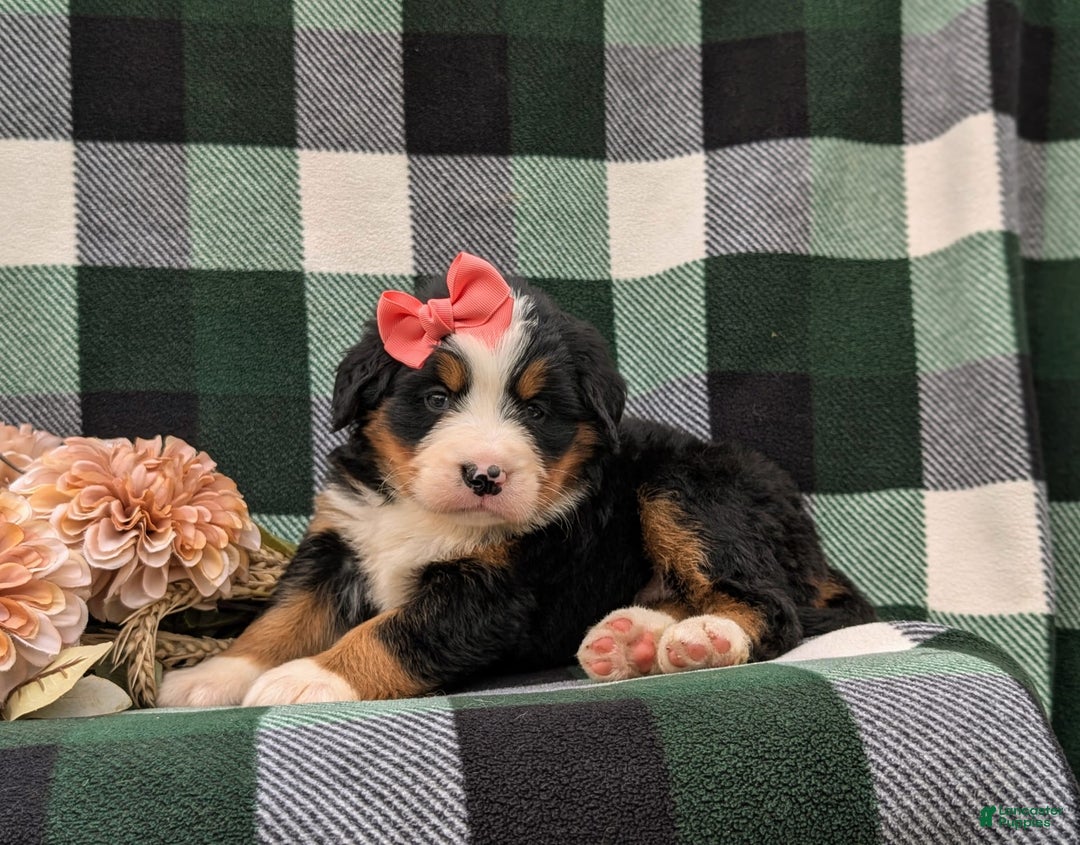 Bernese Mountain Dog dogs for sale: Emilee - Image 1