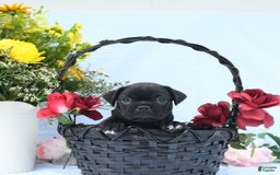 Boston Terrier dogs for sale: Coco - Image 4