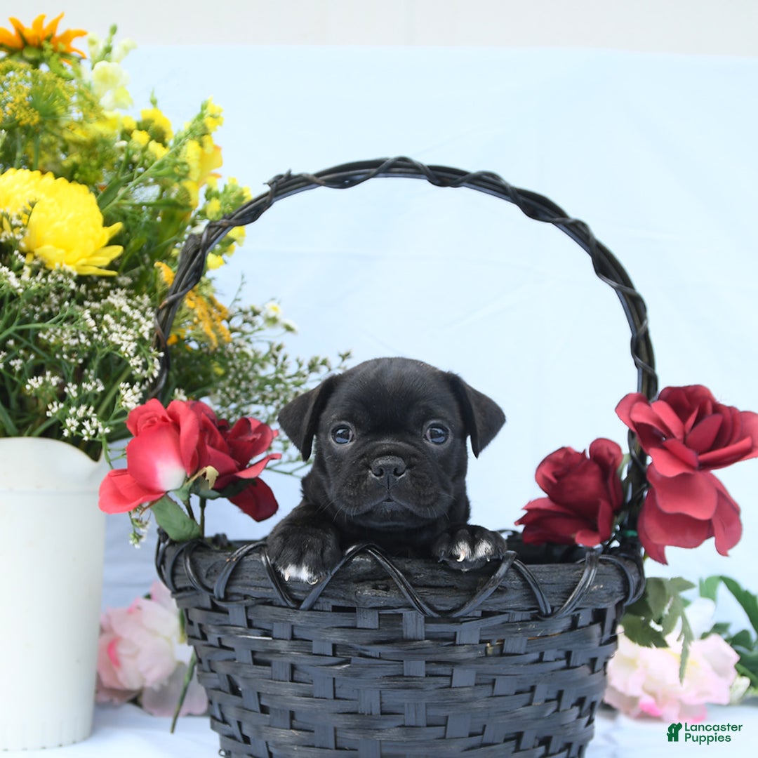 Boston Terrier dogs for sale: Coco - Image 4