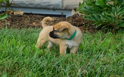 Jug dogs for sale: Gus - Image 2