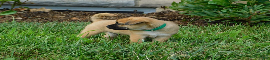 Gus