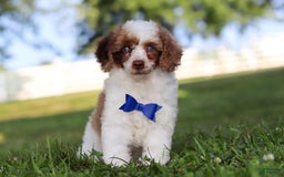 Miniature Poodle dogs for sale: Biscuit - Image 11