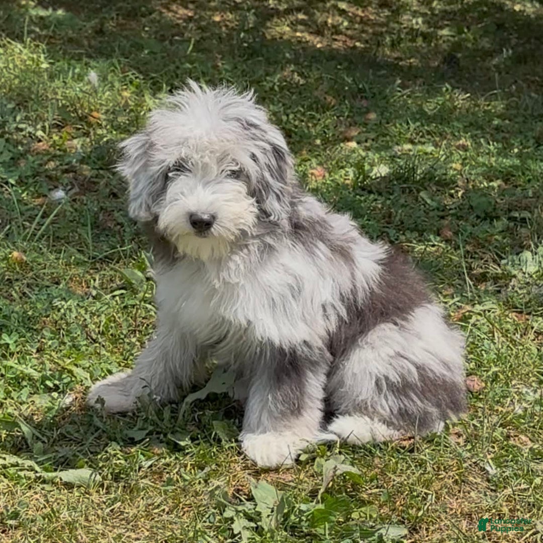 Mini Goldendoodle dogs for sale: Miley - Image 2