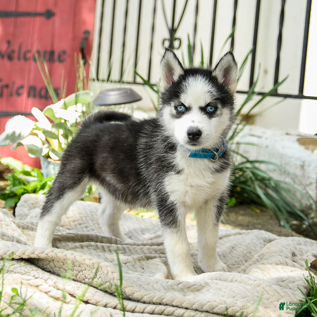 Siberian Husky dogs for sale: Bailey - Image 2