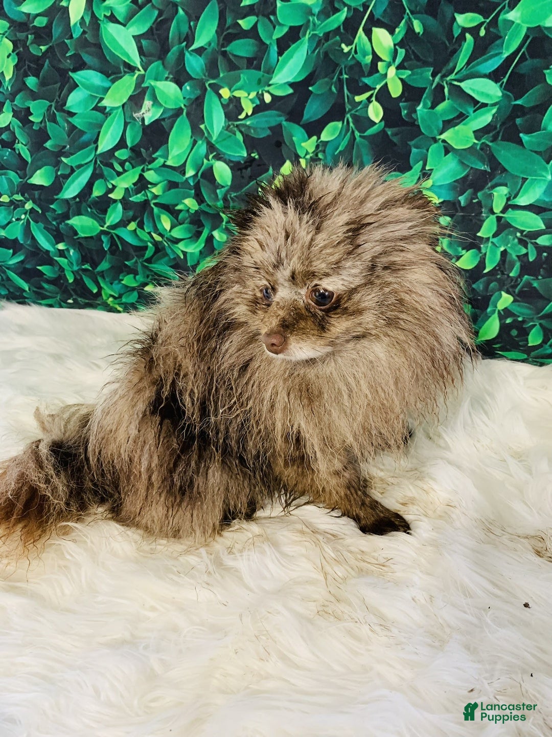 Pomeranian dogs for sale: Cory - Image 15